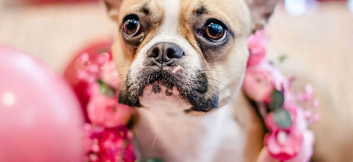 Gracie The Bulldog Turns One