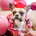 Gracie The Bulldog Turns One